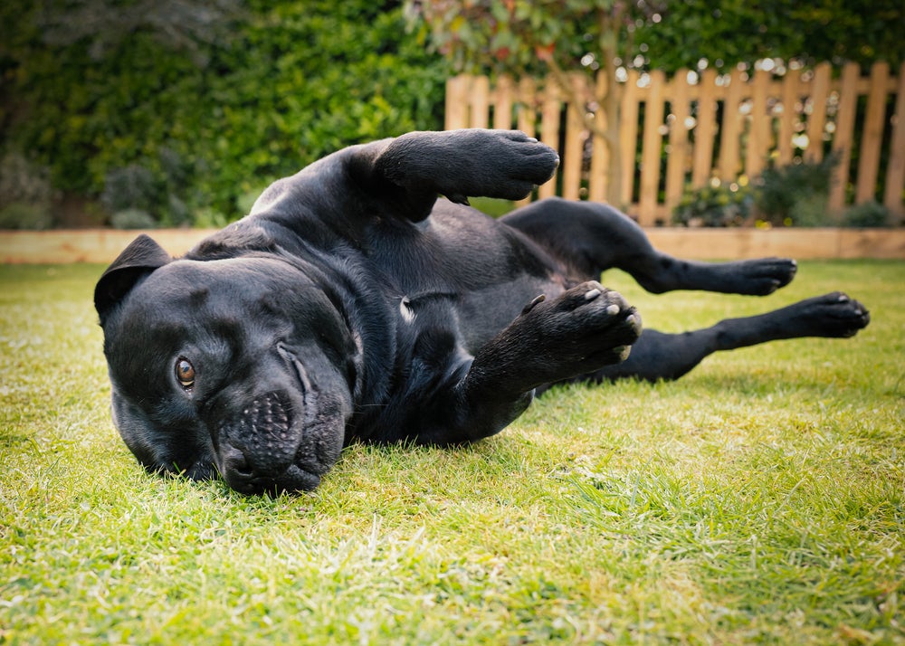 Staffordshire Bull Terrier deitado na grama rolando