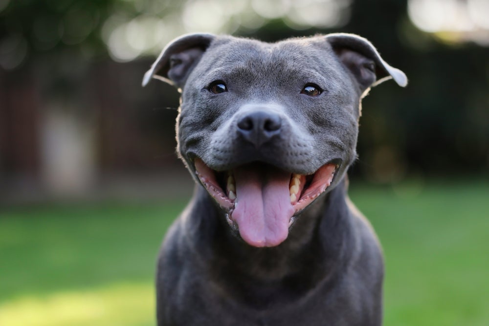 Staffordshire Bull Terrier feliz com a língua de fora