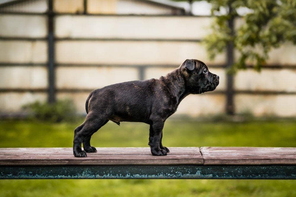 Staffordshire Bull Terrier filhote preto de lado em cima de banco