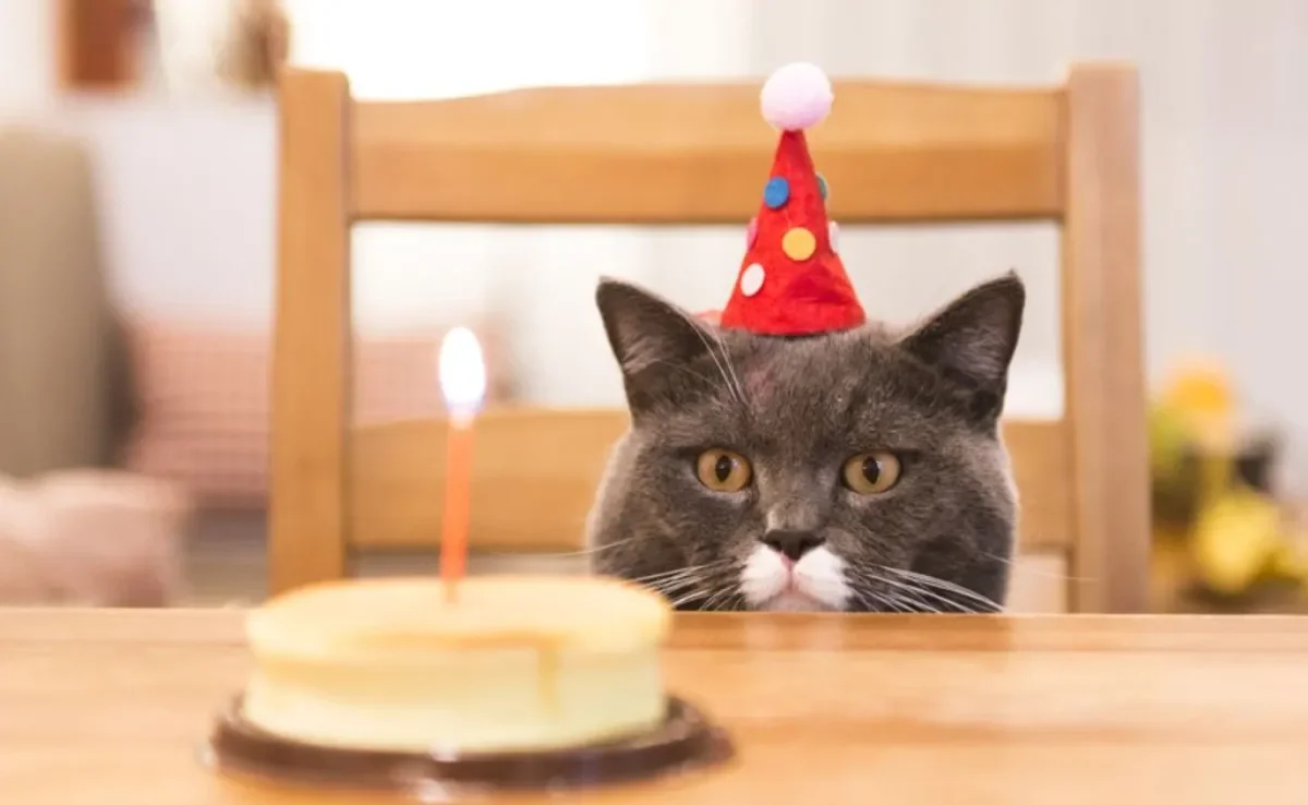 O aniversário de gato pode - e deve - ser comemorado, mas com os cuidados certos. Saiba quais são eles!
