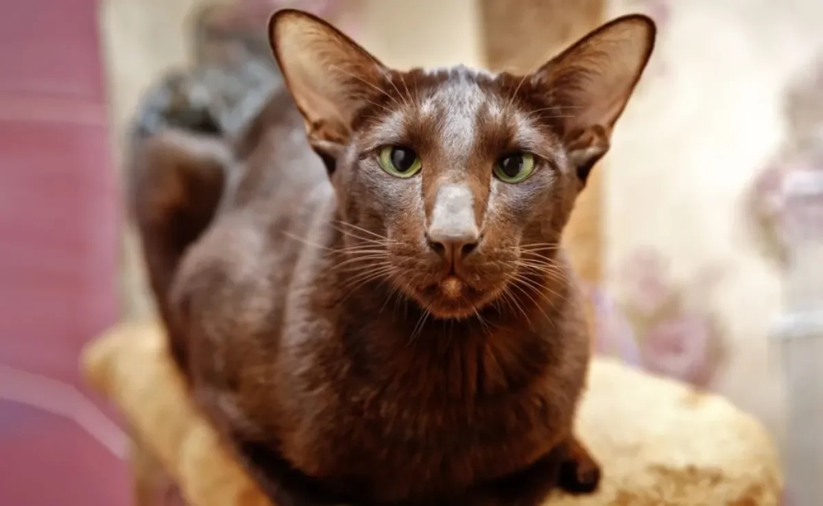 O gato marrom tem um comportamento curioso e independente, mas pode ser carinhoso também