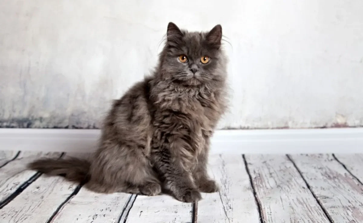 Os nomes para gato Persa não devem ser muito compridos e nem ser parecidos com comandos