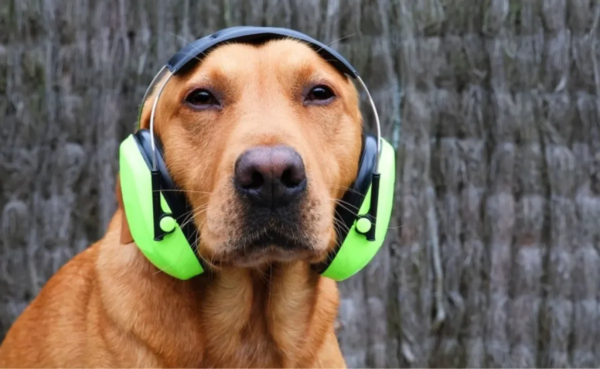 Protetor de ouvido para cachorro evita o estresse contra barulhos altos