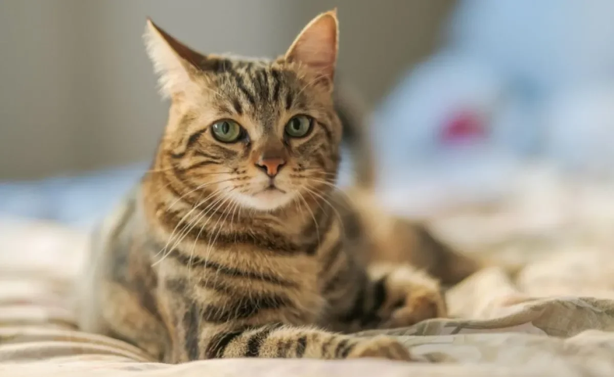 Teste de FIV e FeLV: rápido ou PCR? Entenda a eficácia desses exames. 