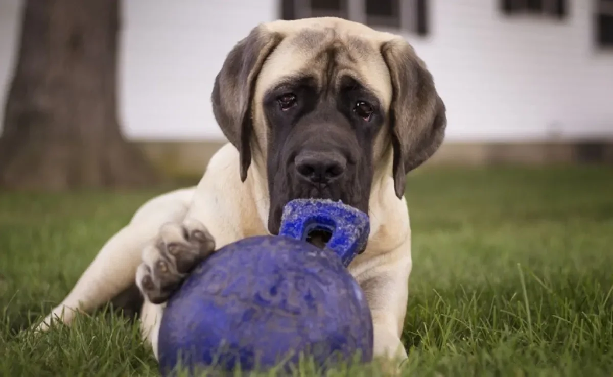 Saber qual é o cachorro mais forte do mundo depende de alguns critérios