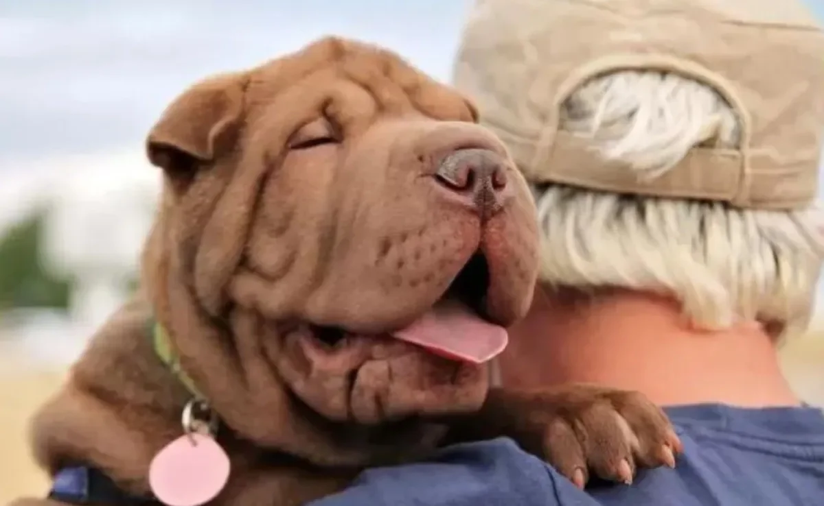 SharPei: conheça mais sobre o cachorro da língua azul