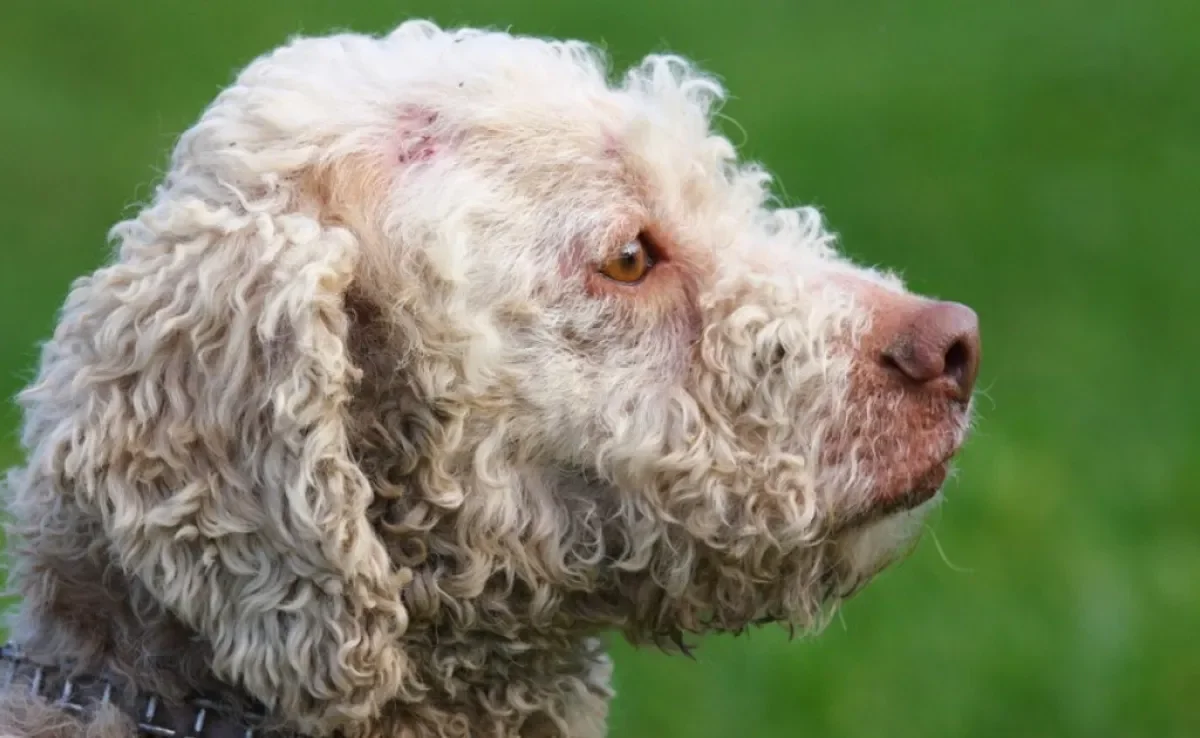 A esporotricose em cães não é comum, mas pode acontecer