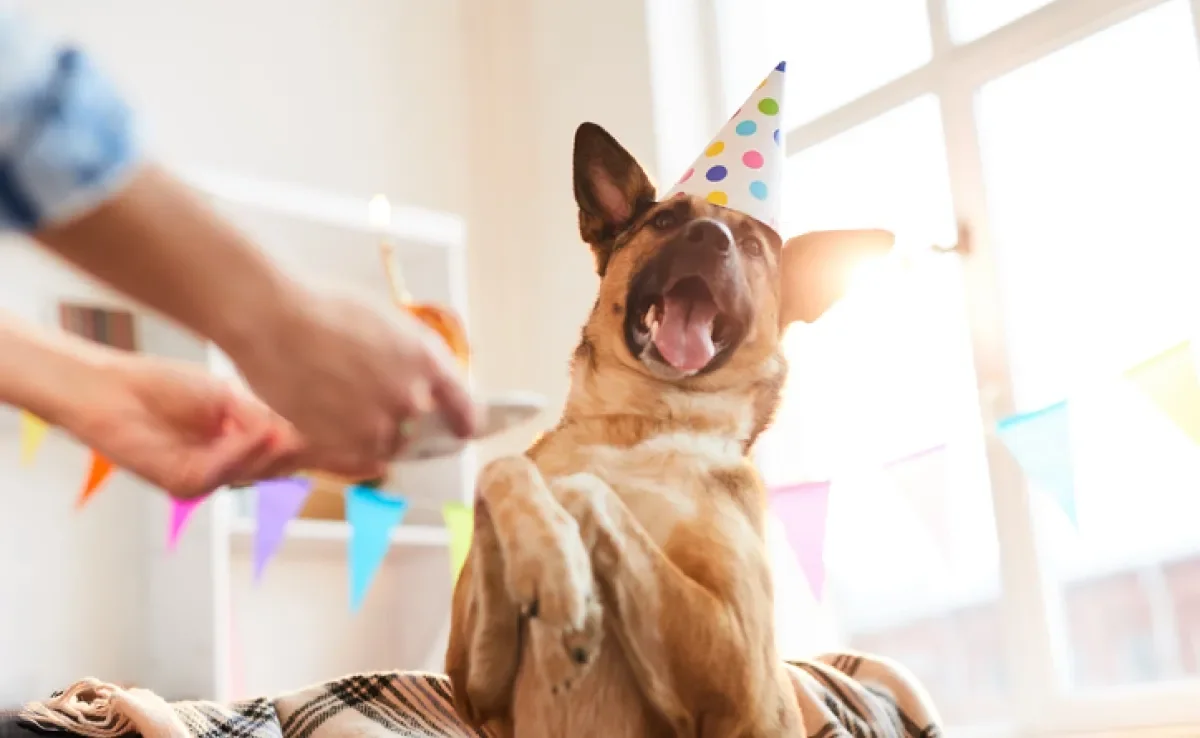 A humanização dos animais tem se tornado cada vez mais comum, mas quais os perigos e benefícios?