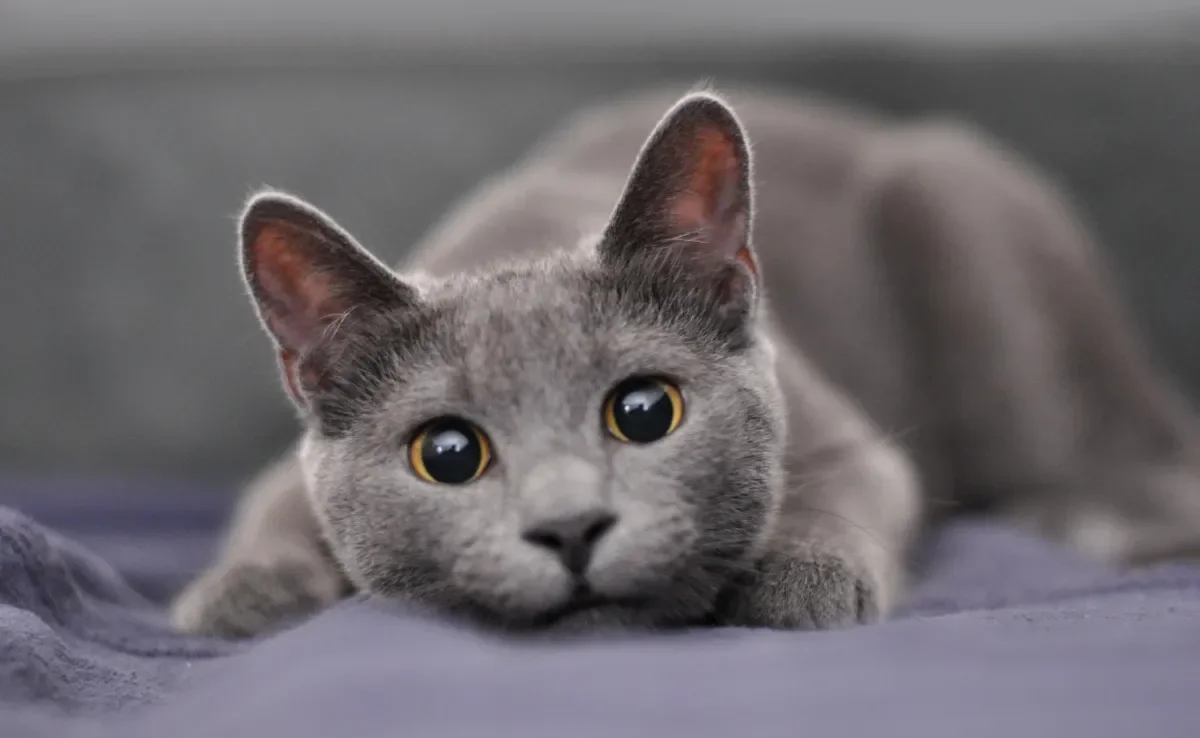 Nomes para gatos cinza podem ser inspirados em personagens de filmes e séries