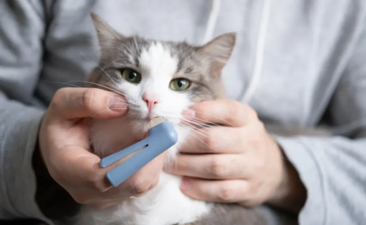 Escovar dente de gato adulto pode parecer um desafio, mas ajuda a prevenir doenças