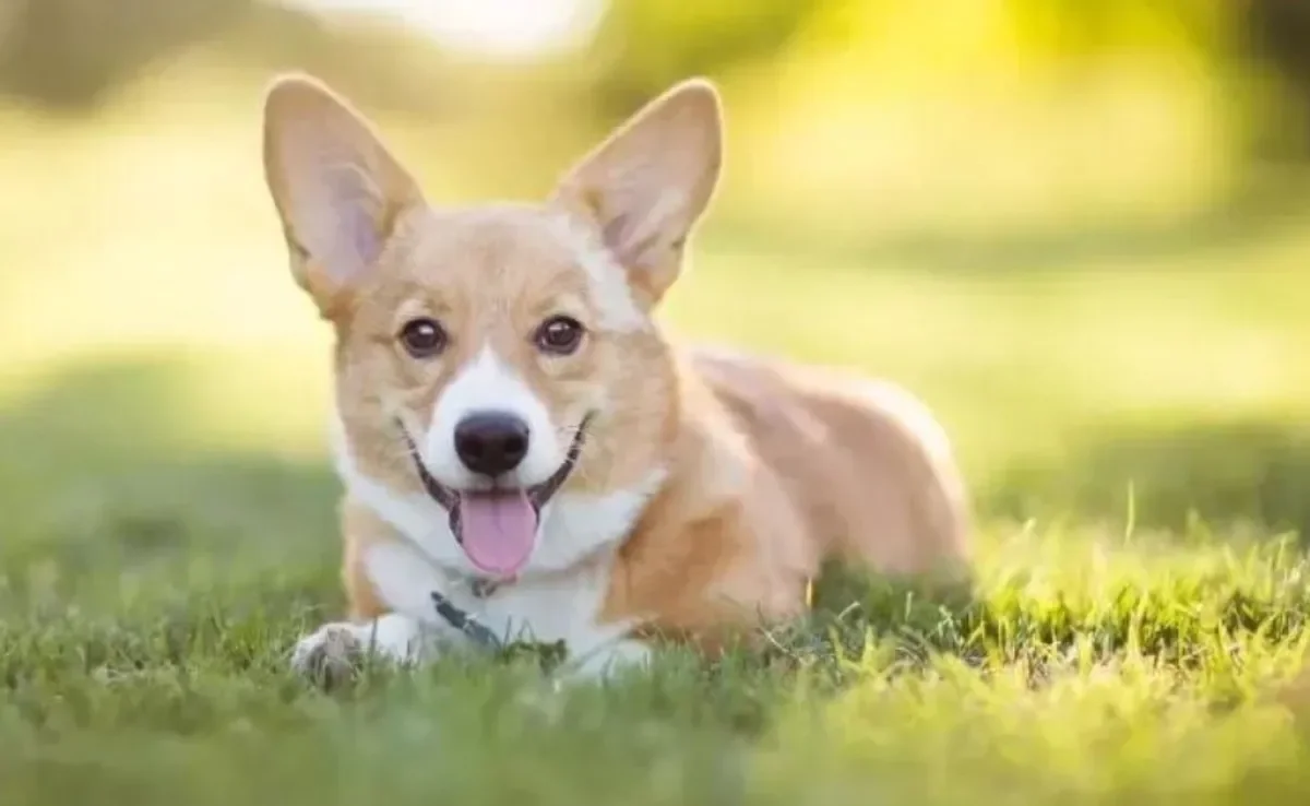 O Corgi é conhecido como o cachorro da Rainha. Elizabeth II era apaixonada pela raça!