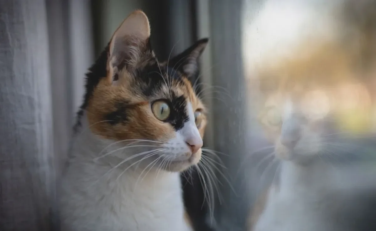 Saber se o gato castrado foge é uma questão importante para os tutores