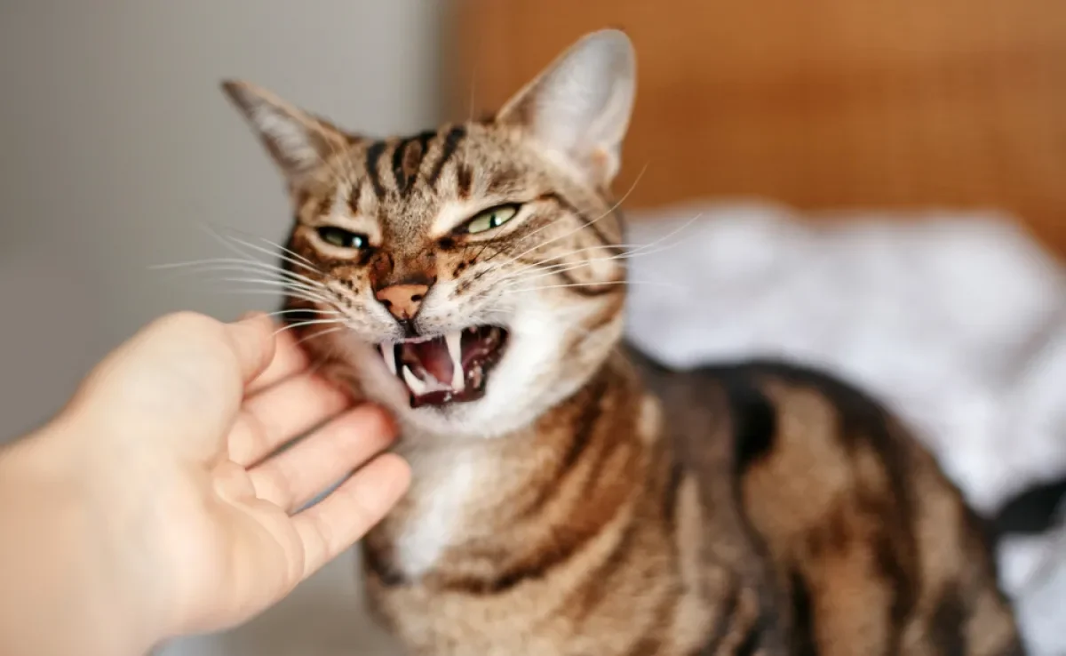 Saber como desestressar um gato vai garantir a ele uma vida mais feliz e longa