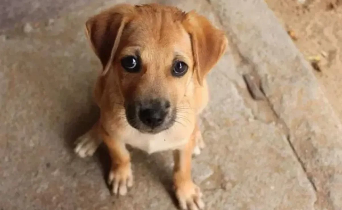 Berne em cachorro: saiba como curar e os cuidados necessários para impedir que o problema apareça no seu pet!