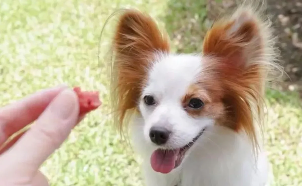 Saber se o cachorro pode comer mamão é necessário antes de incluir a fruta na dieta do pet