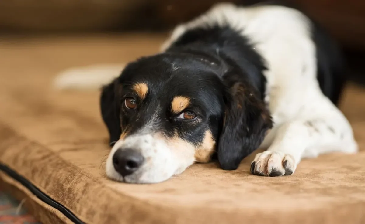 Cachorro vomitando amarelo pode significar uma série de coisas diferentes