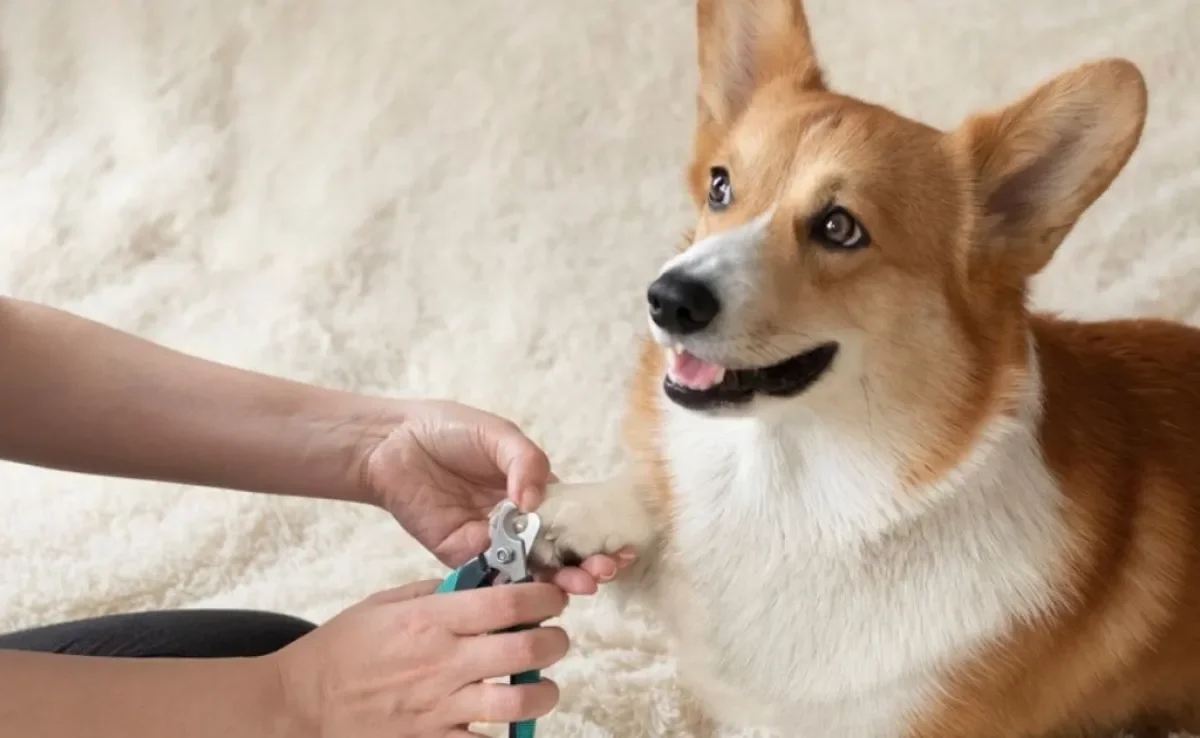 É bom saber como cortar a unha do cachorro, evitando cortes muito profundos