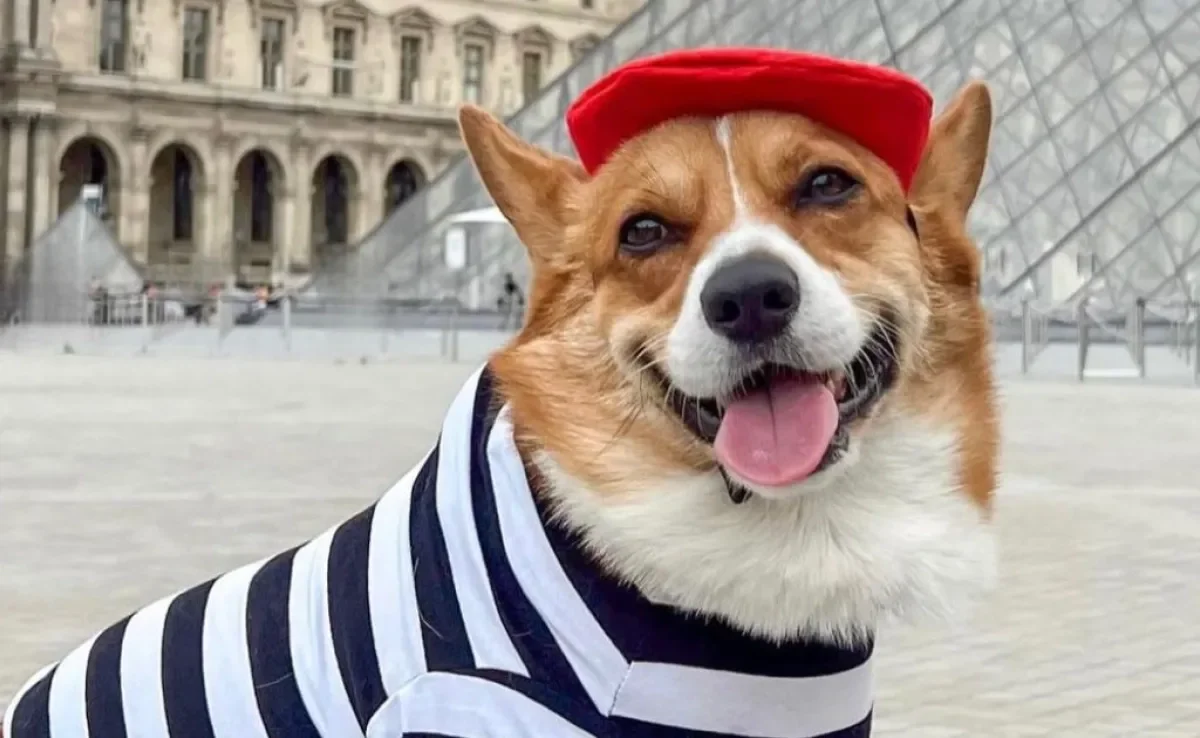 Corgi viaja o mundo e ainda usa vestimentas à caráter