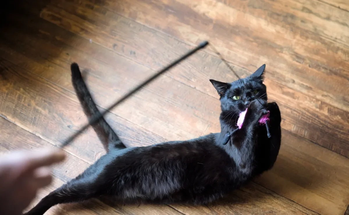  Enriquecimento ambiental: gato com três patas também pode brincar