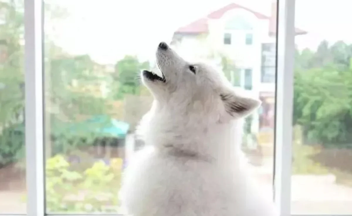  Cachorro uivando: o que quer dizer? Saiba o que o uivo do seu cão pode significar! 
