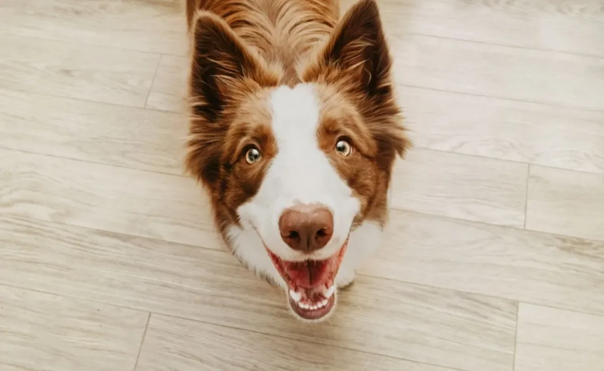 Descubra se cachorro enxerga no escuro e outras curiosidades sobre a visão canina