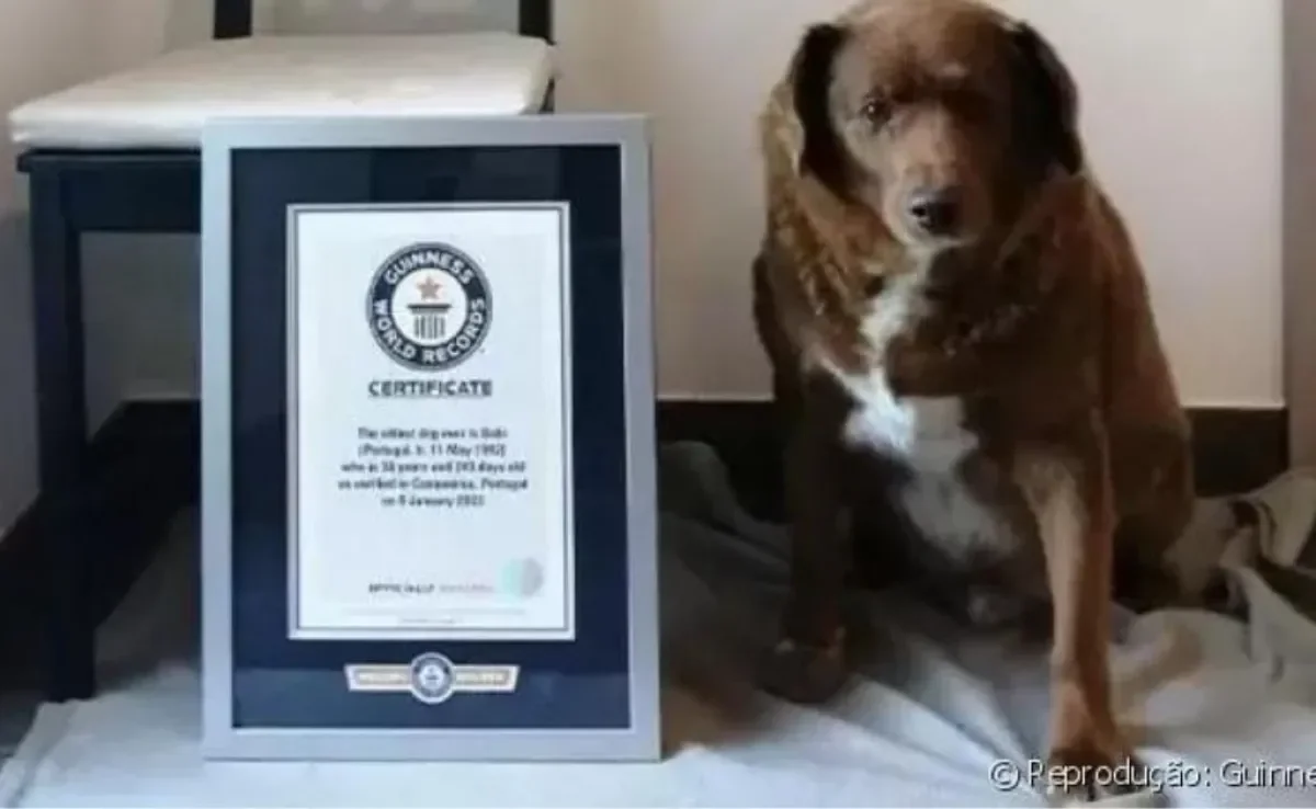 Cachorro Bobi, considerado o cão mais velho do mundo, morre por complicações de saúde