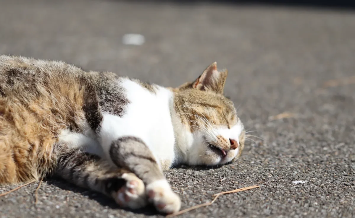 Gato desmaia por diferentes motivos, mas a principal causa são problemas no coração 