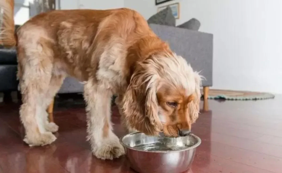 Veja como oferecer o soro caseiro para cachorro!