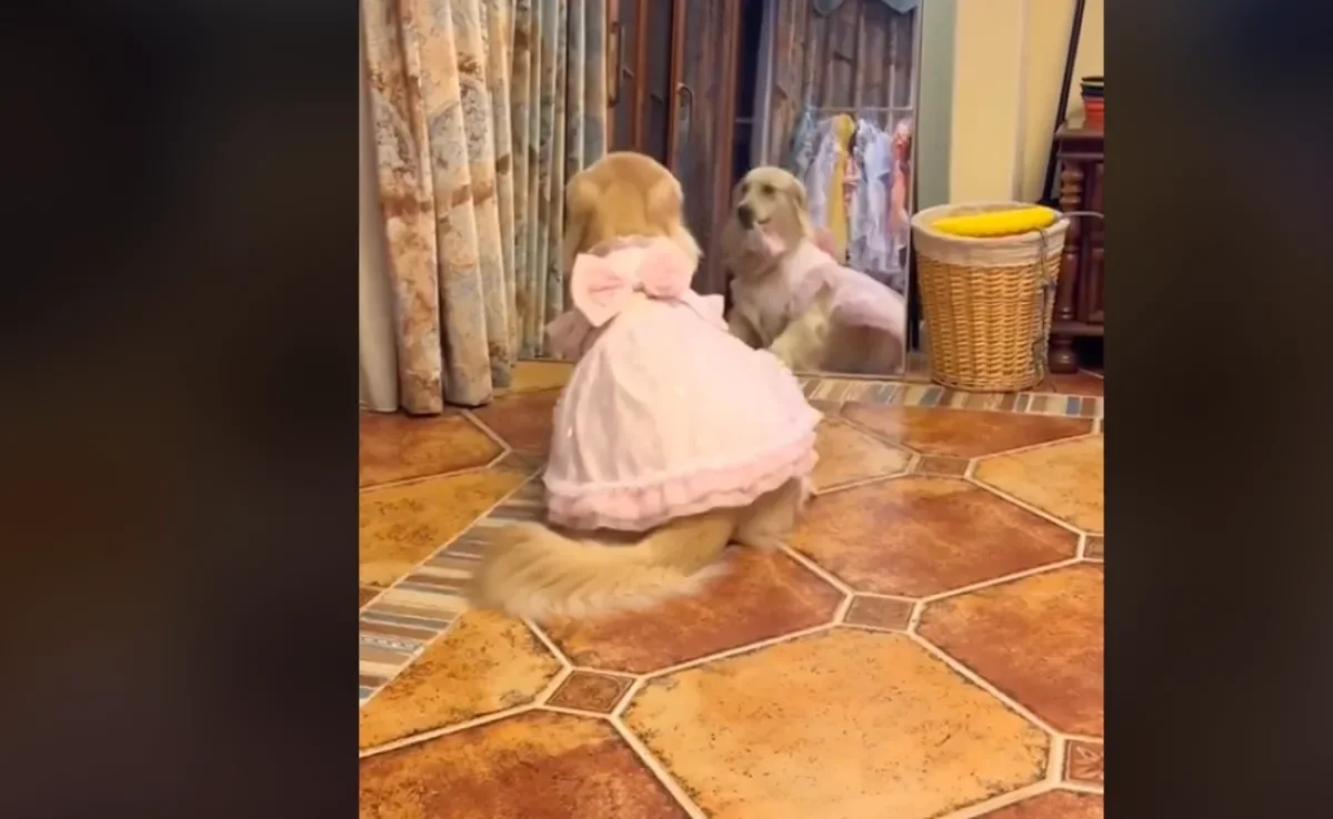 Golden Retriever fêmea reage de forma inesperada a presente inusitado e viraliza na web