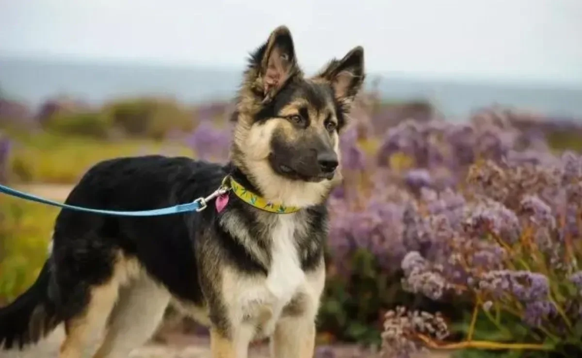 Saiba quais são os melhores tipos de coleira para cachorro grande