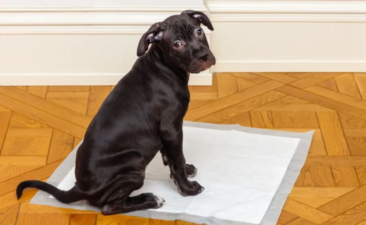 O educador sanitário para cães evita o xixi espalhado pela casa