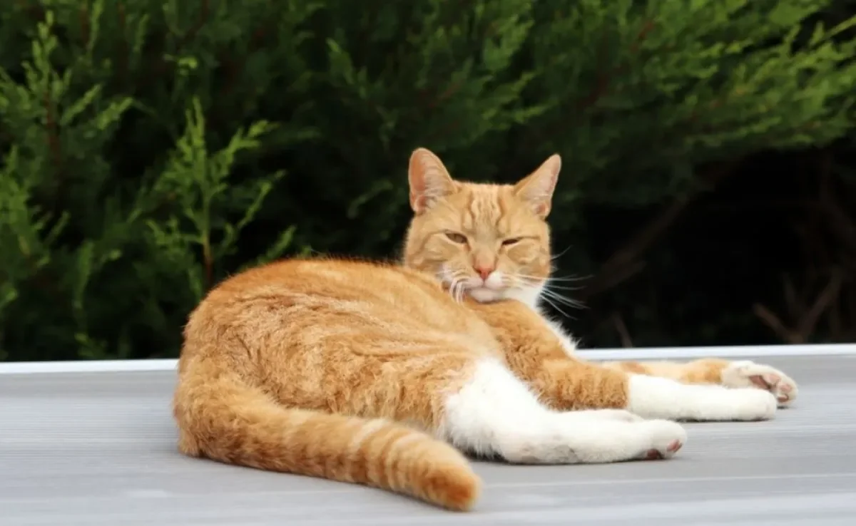 O gato com a cauda baixa ou sem conseguir movimentar o rabo é sinal de que tem algo de errado