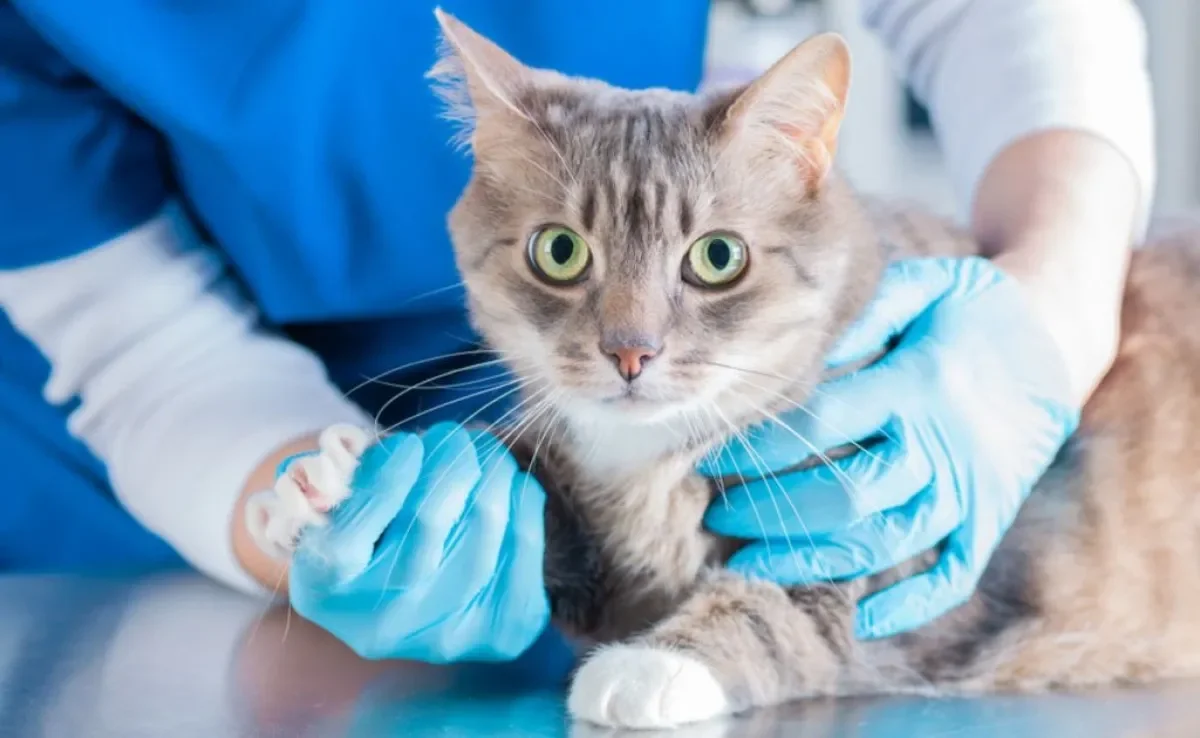 Consultar um veterinário especialista em gatos é uma decisão importante para evitar o estresse nos felinos