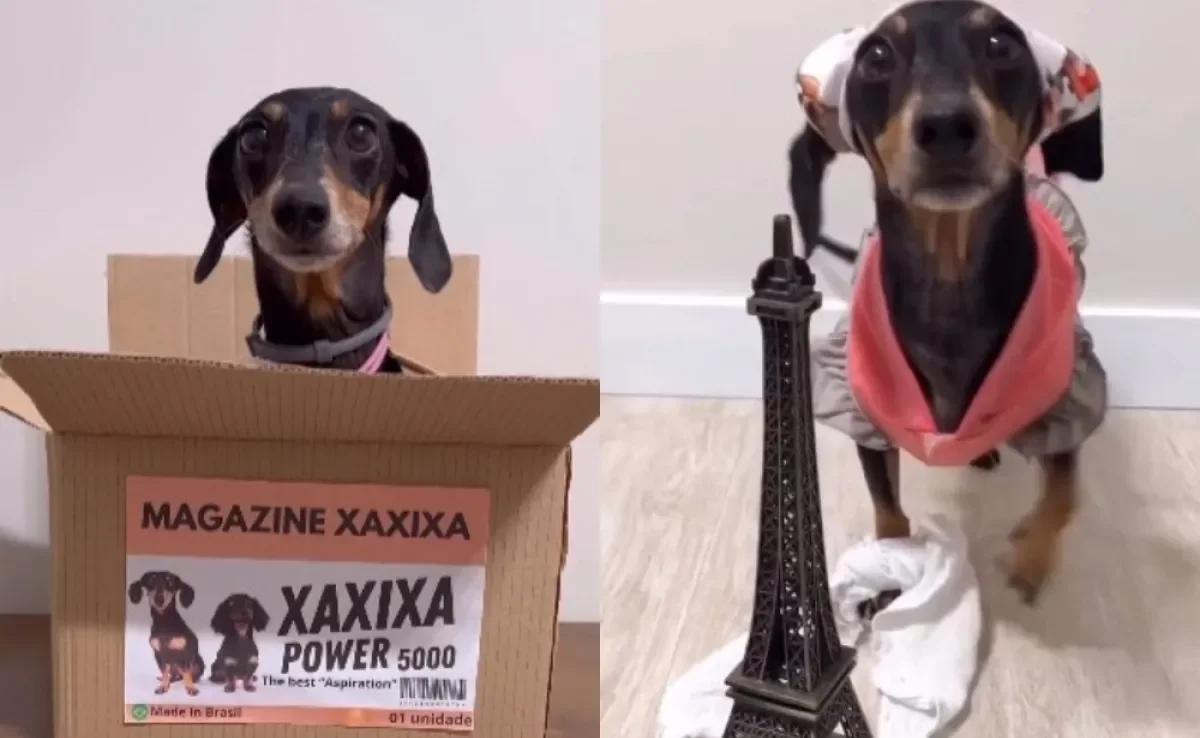 Cachorro salsicha caracterizado de assistente de limpeza diverte internautas 