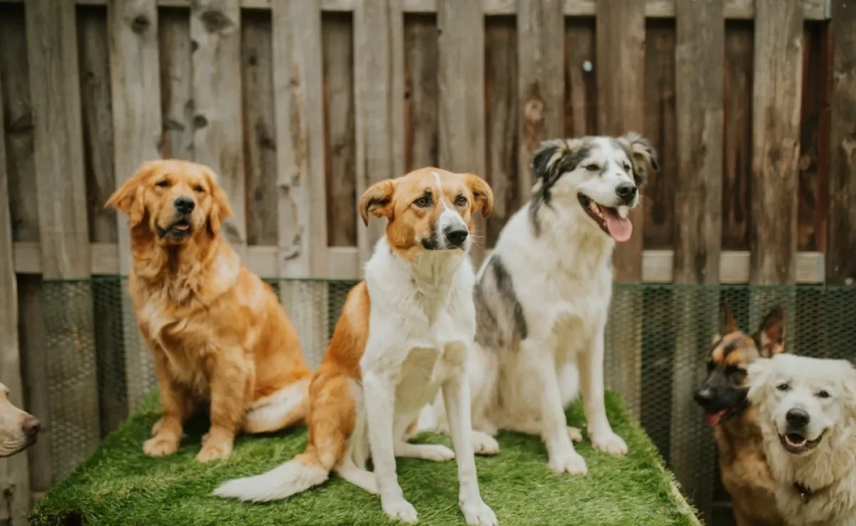 Uma creche legal de cachorro deve ter profissionais capacitados, ser segura e espaçosa