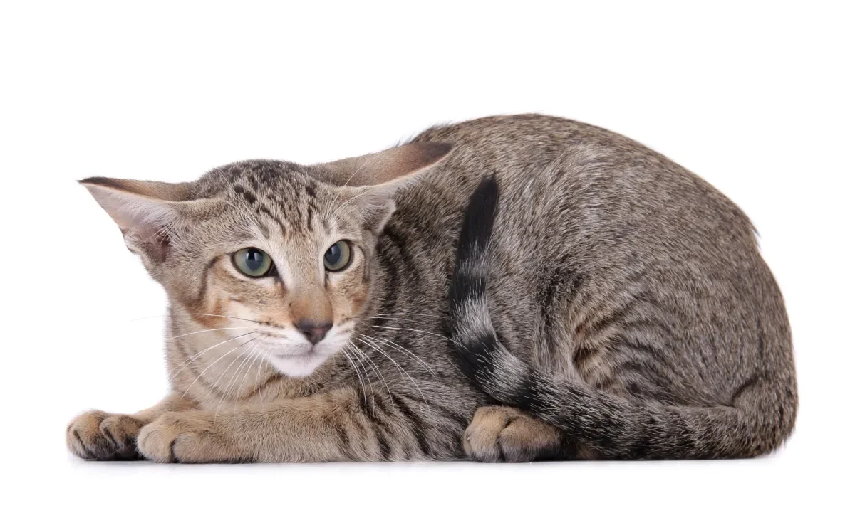 Veterinária mostrou os principais sinais que um gato com medo apresenta. Vem conferir! Créditos Instagram: @larissaruncos 