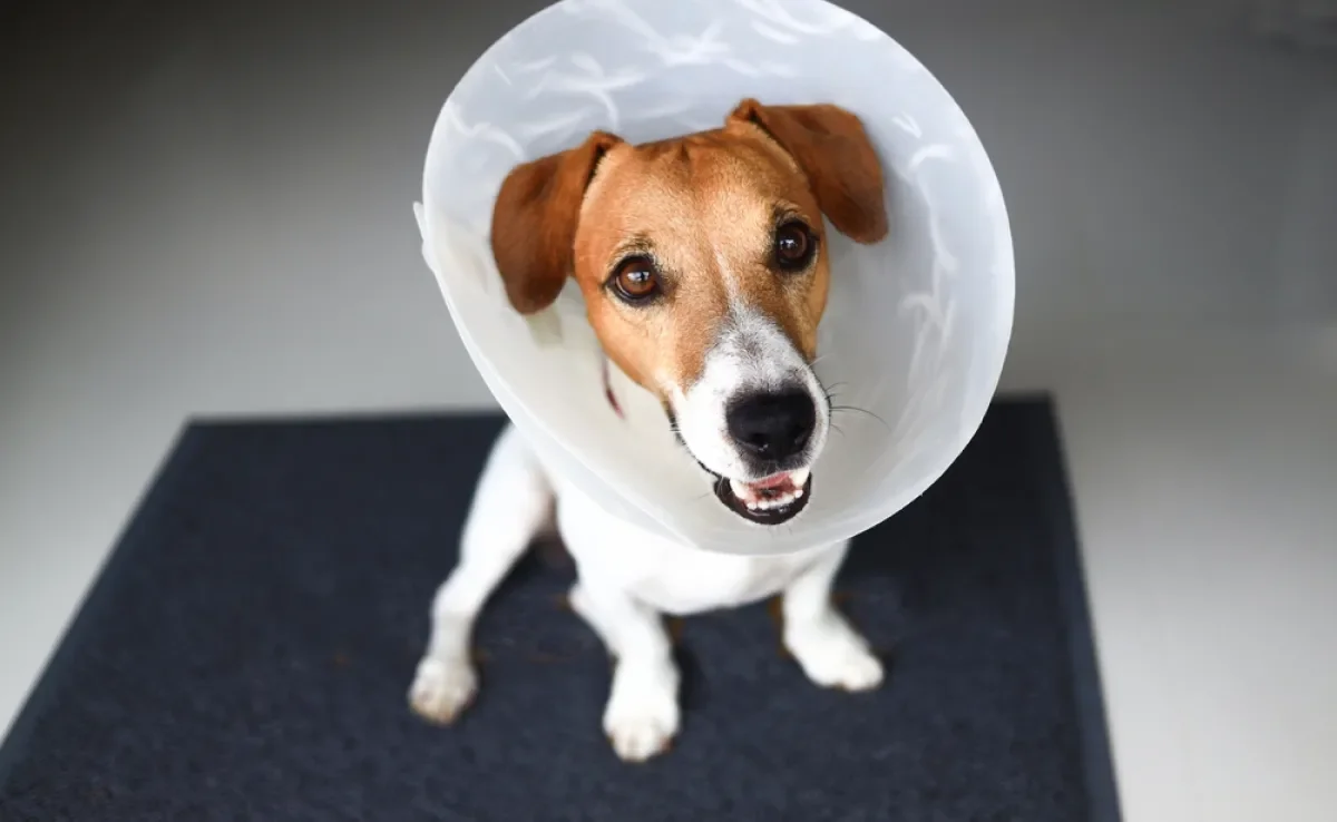 Quanto tempo depois de castrado o cachorro fica mais calmo pode depender de alguns fatores 