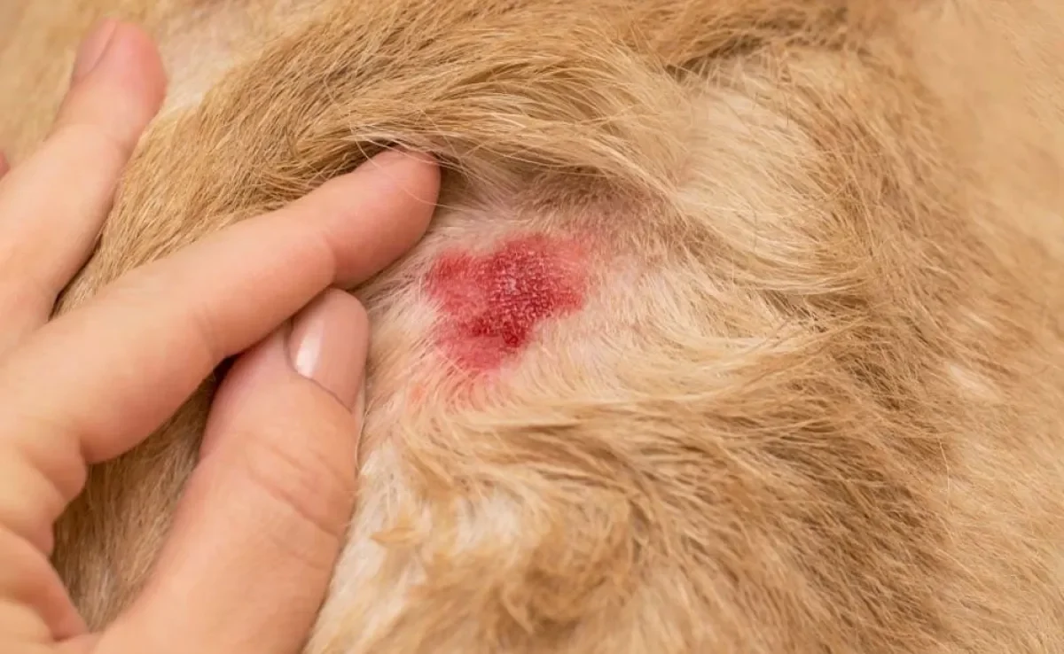 Feridas em cachorro: veja as mais comuns