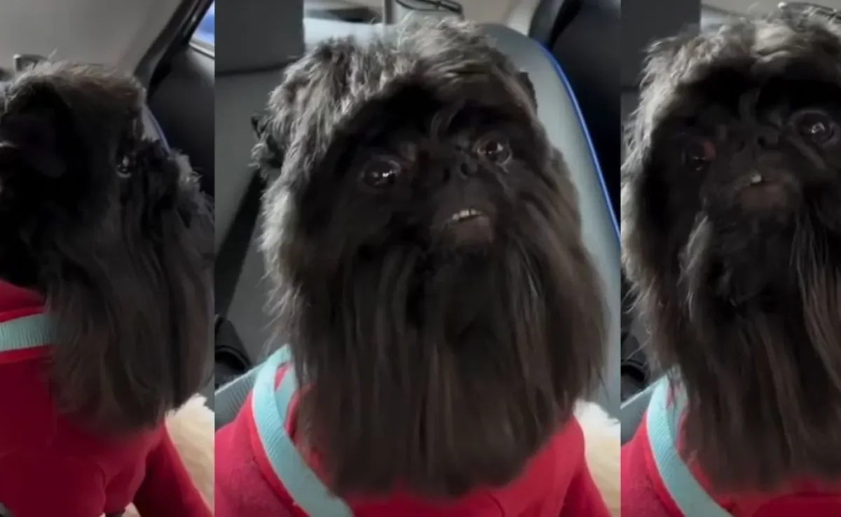 Vídeo de Shih Tzu tosado garante boas risadas na internet (Créditos: Instagram/@belinha_pitmonster)