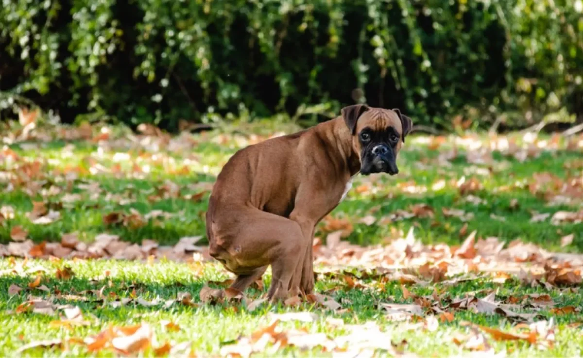 O que significa quando o cachorro fica girando? Comportamento tem explicação científica!