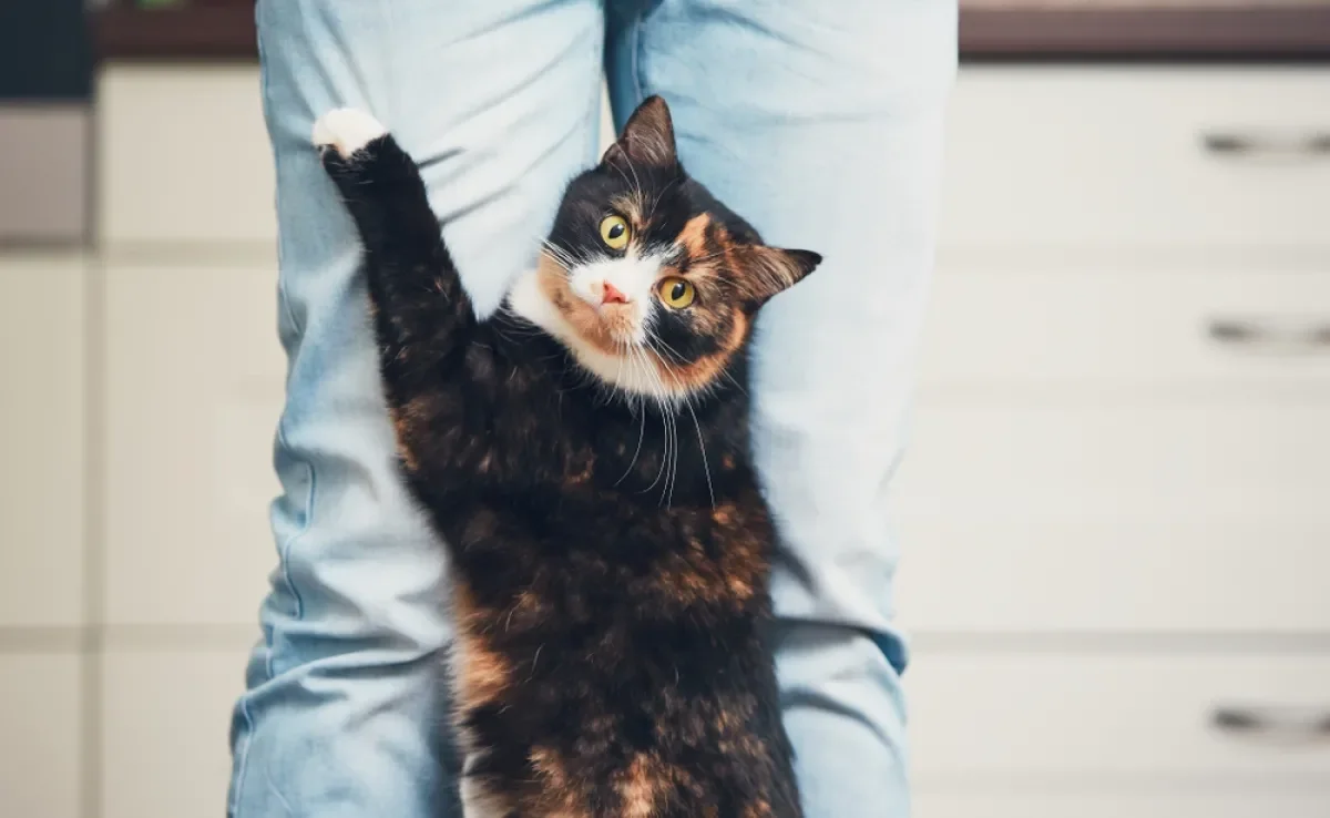 Conheça os mitos e verdade sobre o comportamento do gato
