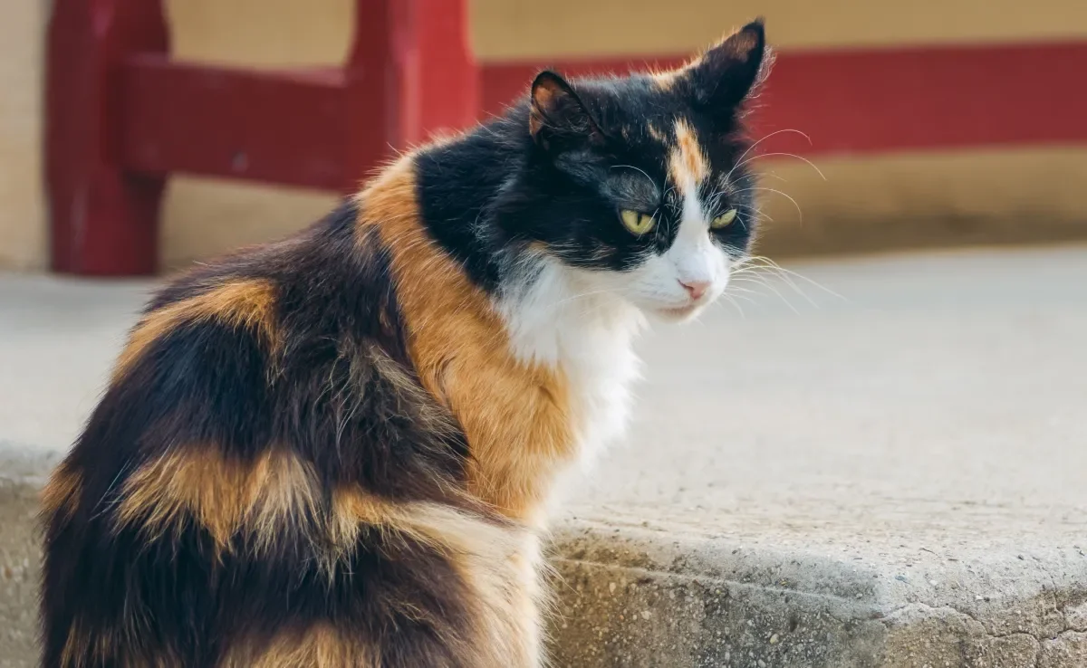 Qual a probabilidade de um gato tricolor ser macho? Entenda se é possível ou se todos os bichanos de 3 cores são fêmeas. 