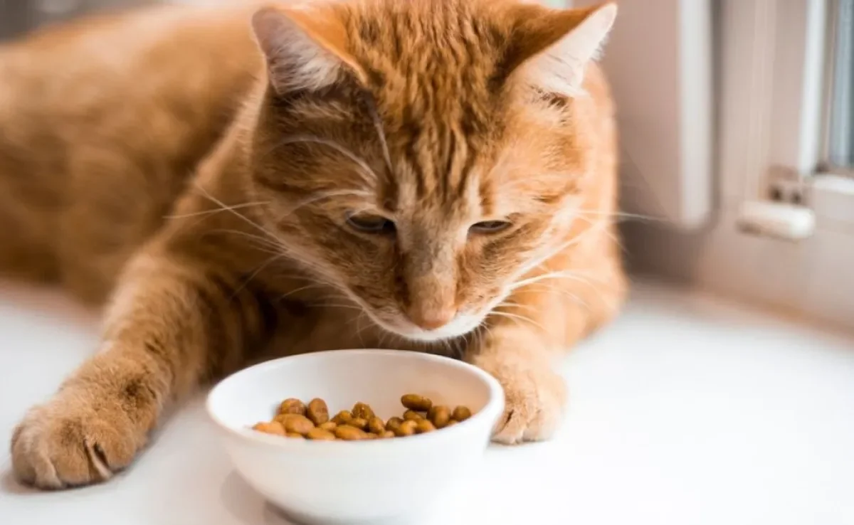 A ração light para gatos é indicada para manter o animal dentro de um peso saudável