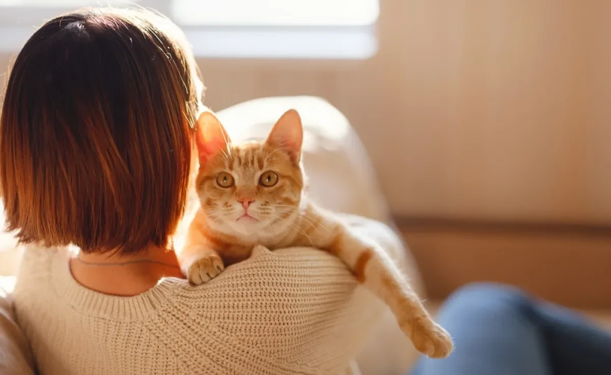 Algumas raças de gato adoram passar seu tempo bem grudadinho com o tutor. Saiba quais!
