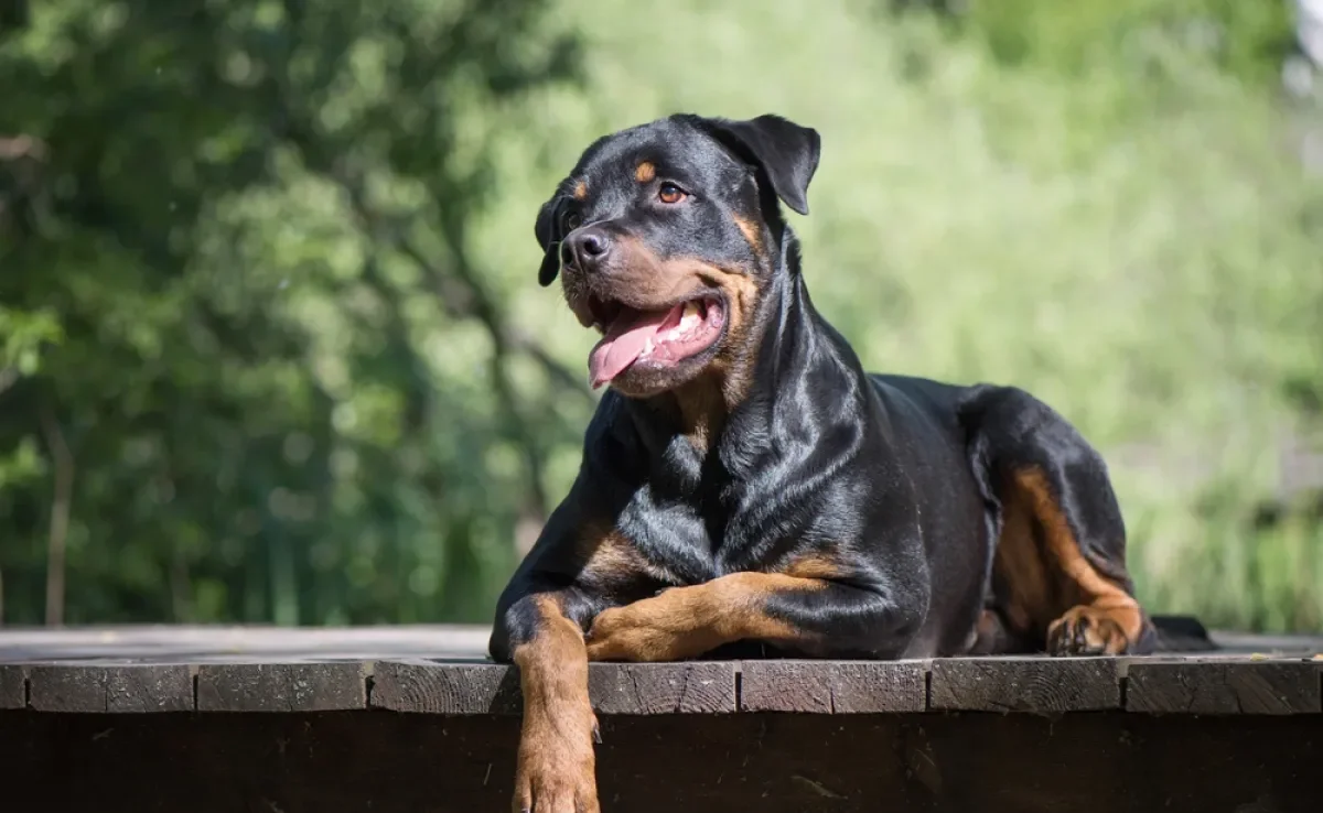 O Rottweiler é uma das raças de cachorros mais protetoras e com alto nível de energia 