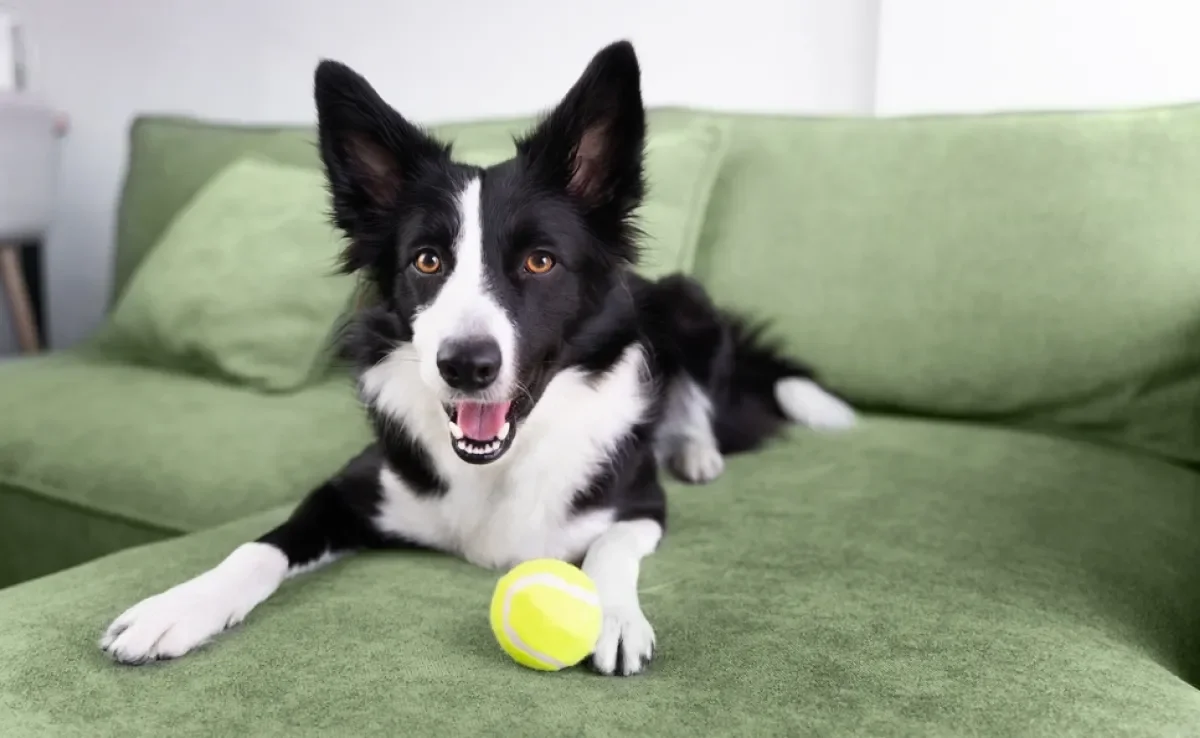 O Border Collie é muito ativo e cheio de energia, por isso pode precisar de mais atenção