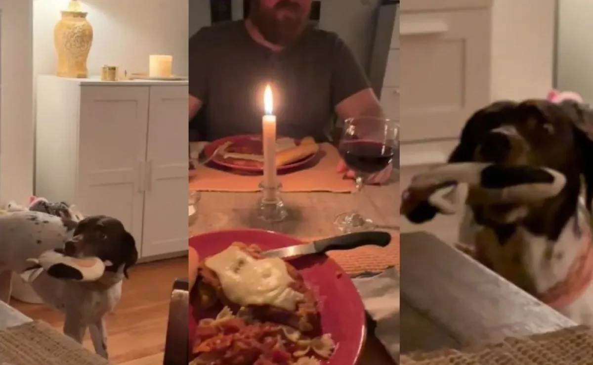 Cachorro decide tocar uma "serenata de amor" no jantar do dia dos namorados dos tutores (Créditos: Tiktok/ @mandyandthegoat)