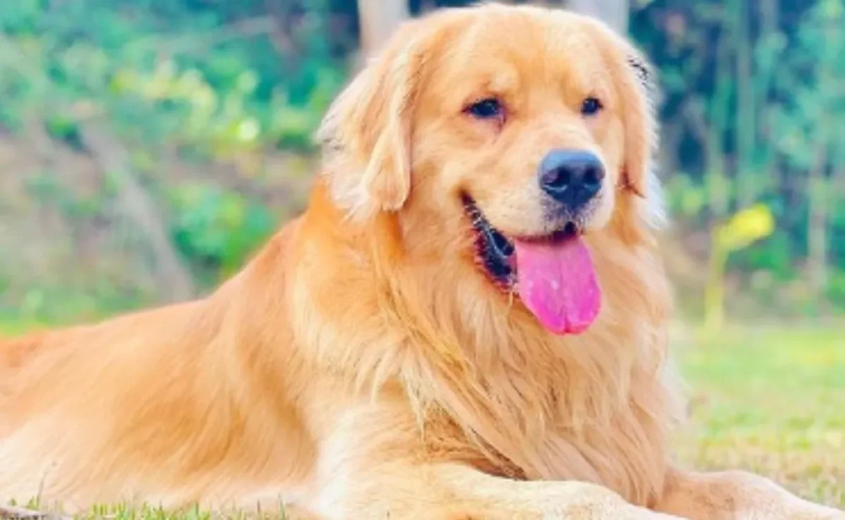 O Golden Retriever Joca morreu de uma parada cardiorrespiratória provocada provavelmente pelo calor excessivo