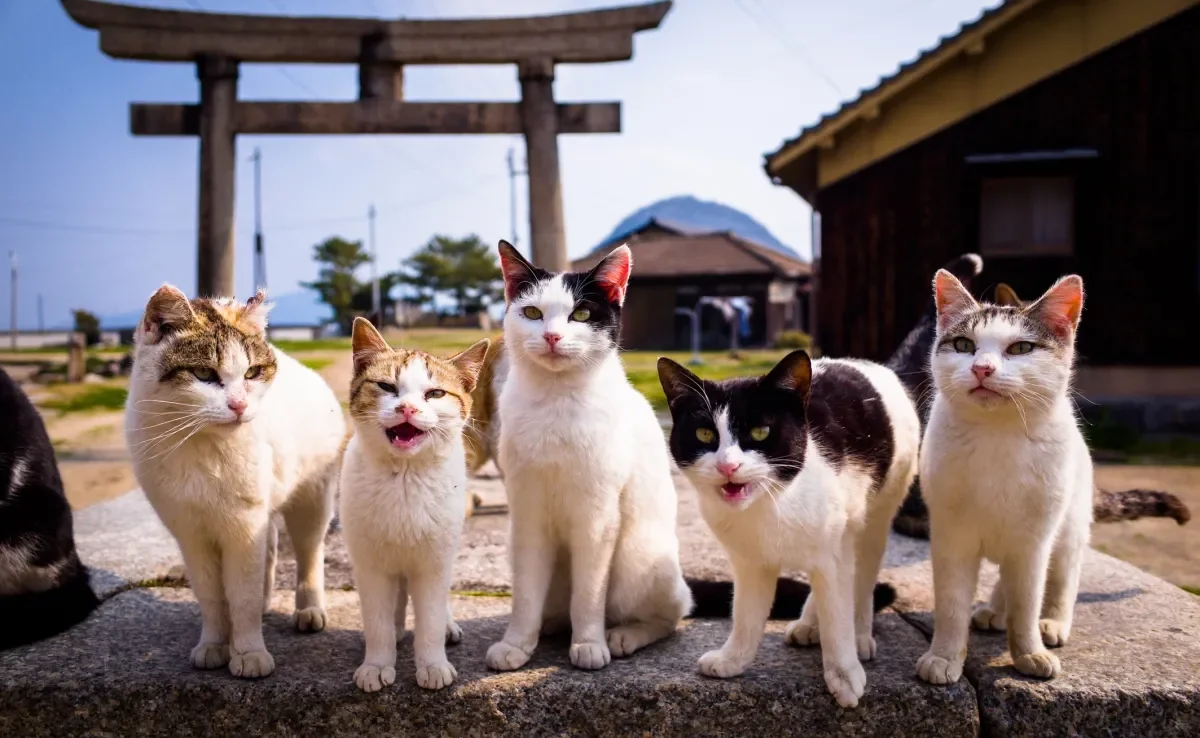 As cores de gato são determinadas pela genética e melanina