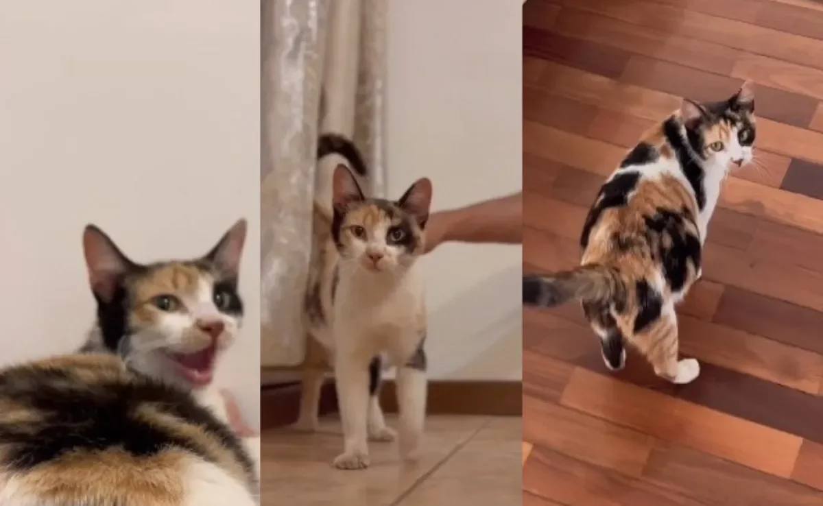 Gata tricolor é adotada e ganha novo lar e família (Créditos: Instagram/ @tarissaoliv)